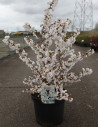 PRUNUS nipponica BRILLANT En pot de 10-12 litres