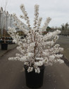 PRUNUS nipponica BRILLANT En pot de 25-30 litres