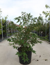 PRUNUS nipponica BRILLANT En pot de 25-30 litres