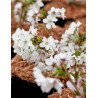 PRUNUS nipponica BRILLANT