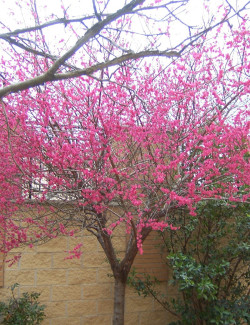 PRUNUS mume BENI-CHIDORI