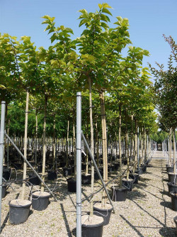 MORUS kagayamae FRUITLESS En pot de 35-50 litres forme tige hauteur du tronc 180-200 cm