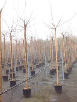 MORUS kagayamae FRUITLESS En pot 25-30 litres forme tige hauteur du tronc 180-200 cm