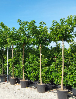 MORUS kagayamae FRUITLESS En pot de 35-50 litres forme tige hauteur du tronc 180-200 cm