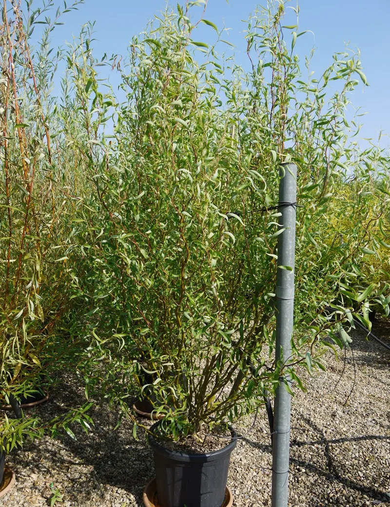 Eckige Saule Verkleiden