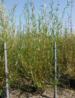 SALIX alba CHERMESINA En pot de 35-50 litres