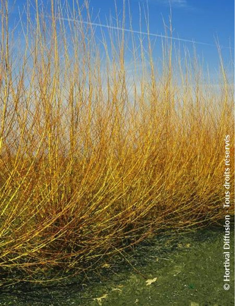SALIX alba CHERMESINA SALIX alba CHERMESINA