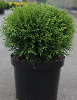 THUJA occidentalis DANICA En pot de 7-10 litres