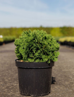 THUJA occidentalis DANICA En pot de 7-10 litres