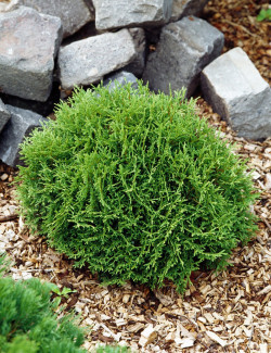 THUJA occidentalis DANICA