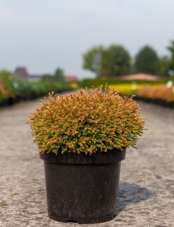 thuya-occidental-golden-tuffet-thuja-occidentalis-golden-tuffet-1.jpg