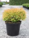 thuya-occidental-golden-tuffet-thuja-occidentalis-golden-tuffet-2.jpg