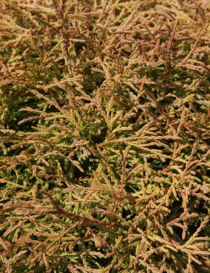 thuya-occidental-golden-tuffet-thuja-occidentalis-golden-tuffet.jpg