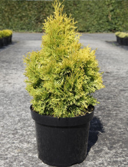 THUJA occidentalis JANTAR En pot de 7-10 litres