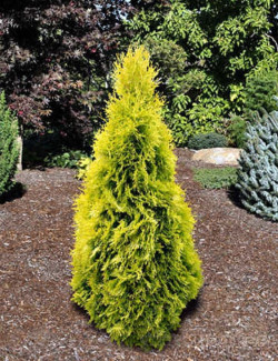 thuya-occidental-jantar-thuja-occidentalis-jantar-1.jpg