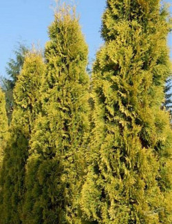 THUJA occidentalis JANTAR