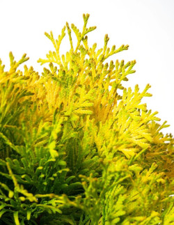 thuya-occidental-jantar-thuja-occidentalis-jantar.jpg