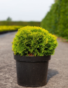 thuya-occidental-mirjam-thuja-occidentalis-mirjam-2.jpg