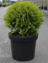 thuya-occidental-mirjam-thuja-occidentalis-mirjam-3.jpg