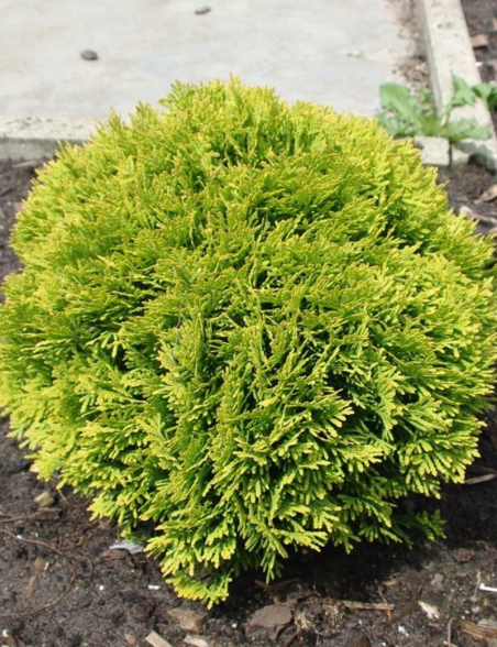 thuya-occidental-mirjam-thuja-occidentalis-mirjam.jpg
