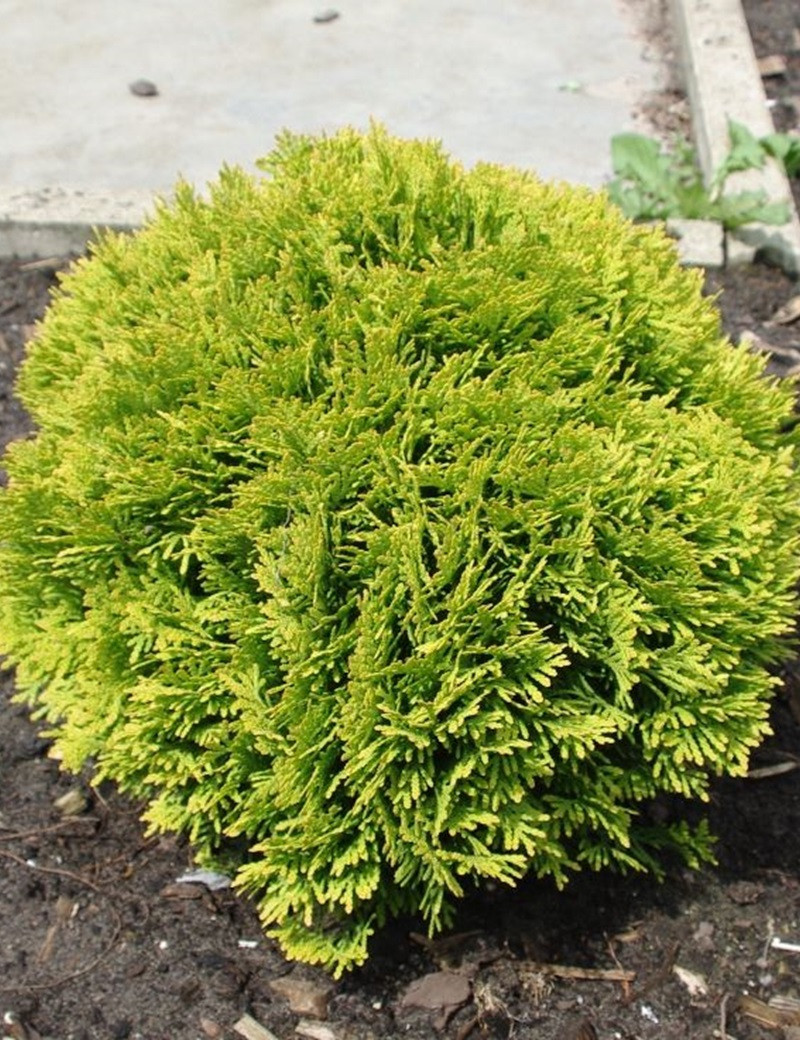 thuya-occidental-mirjam-thuja-occidentalis-mirjam.jpg