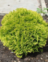 thuya-occidental-mirjam-thuja-occidentalis-mirjam.jpg