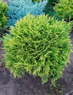 THUJA occidentalis MIRJAM