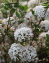 viorne-de-burkwood-anne-russell-viburnum-burkwoodii-anne-russell-1.jpg