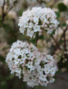 viorne-de-burkwood-anne-russell-viburnum-burkwoodii-anne-russell-2.jpg