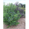 VIBURNUM dentatum BLUE MUFFIN
