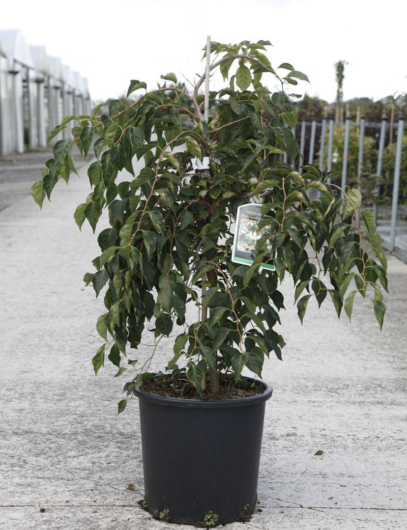 STYRAX japonica FRAGRANT FOUNTAIN® (Styrax du Japon)
