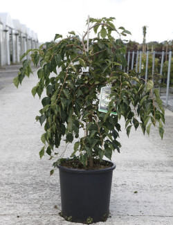 STYRAX japonica FRAGRANT FOUNTAIN® En pot de 12-15 litres