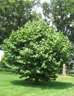 STYRAX obassia