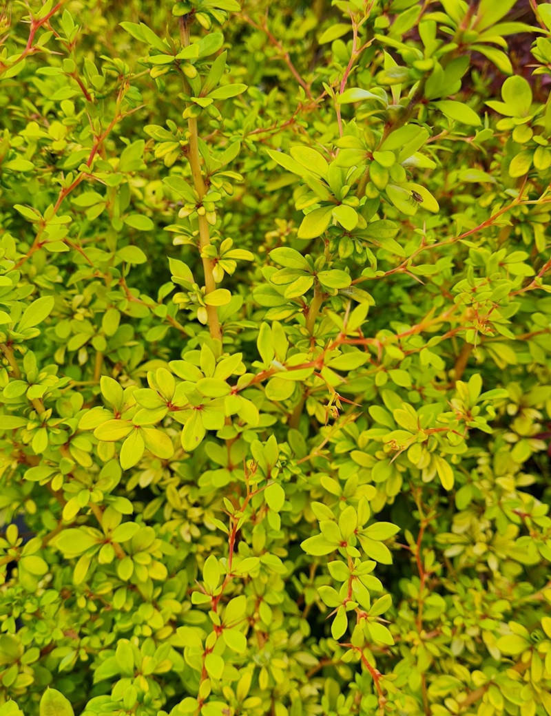 BERBERIS thunbergii GOLDEN DREAM BERBERIS thunbergii GOLDEN DREAM