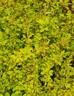 epine-vinette-de-thunberg-golden-dream-berberis-thunbergii-golden-dream.jpg