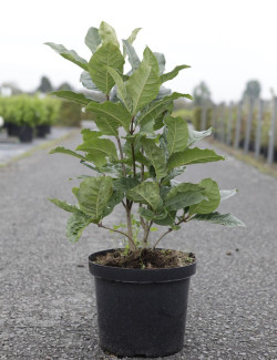 CHIONANTHUS virginicus En pot de 12-15 litres buisson hauteur 040-060 cm