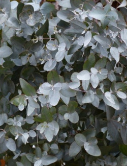 EUCALYPTUS gunnii SILVERANA