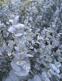 EUCALYPTUS gunnii SILVERANA