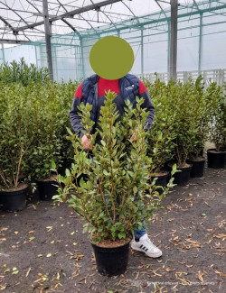 GRISELINIA littoralis En pot de 15-20 litres