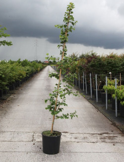 GINKGO biloba En pot de 15-20 litres forme baliveau