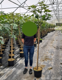 FIGUIER En pot de 15-20 litres tige hauteur du tronc 110-130 cm