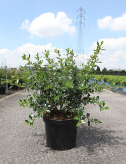 ESCALLONIA APPLE BLOSSOM En pot de 10-12 litres