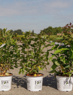 DIERVILLA En pot de 3-4 litres