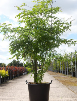 GLEDITSIA triacanthos INERMIS En pot de 70-90 litres