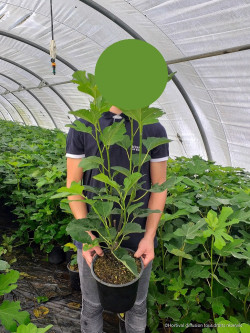 FIGUIER En pot de 4-5 litres buisson