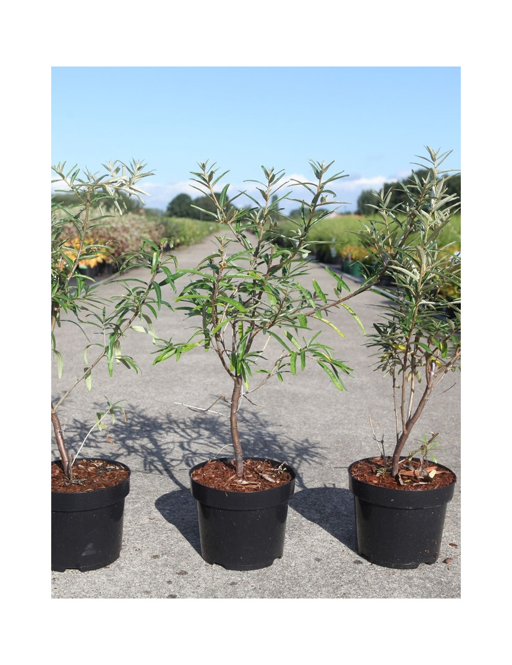 HIPPOPHAE rhamnoides En pot de 3-4 litres