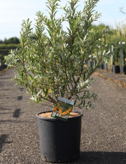 HIPPOPHAE rhamnoides En pot de 10-12 litres