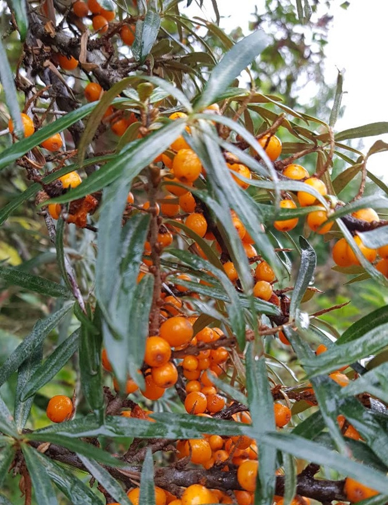HIPPOPHAE rhamnoides FRIESDORFER ORANGE
