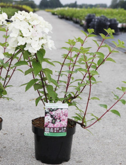 HYDRANGEA paniculata En pot de 3-4 litres