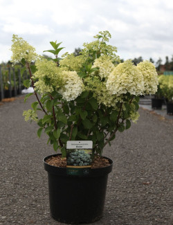 HYDRANGEA paniculata BOBO En pot de 10-12 litres